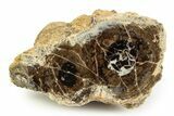 Polished Fossil Stromatolite Colony on Petrified Wood - Utah #351210-1